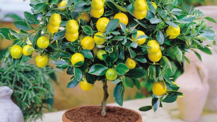 Як виростити лимон 