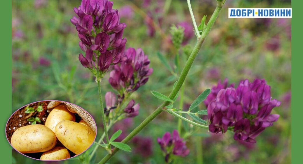 Сусідка підказала, чим засіяти город одразу після збору картоплі. Ось що відновить родючість ґрунту 