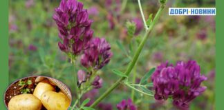  Зелене добриво для ґрунту - зарядка енергією