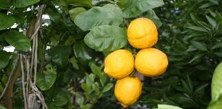 Експерти розповіли, чому варто тримати лимони у морозилці