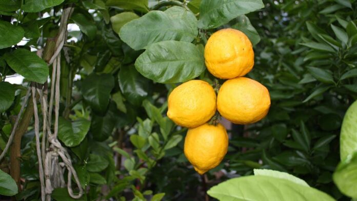 Експерти розповіли, чому варто тримати лимони у морозилці
