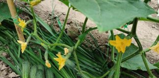 Дачники поділились рецептом добрива від пустоцвітів на огірках