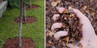 Городник назвав основні помилки при мульчуванні землі