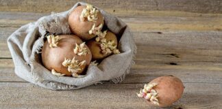 Який сорт картоплі підходить для посадки