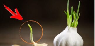 Городник розповів, що робити, коли озимий часник проріс до морозів