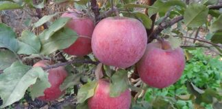 Садвіник розповів, навіщо робити отвори під деревами яблунь