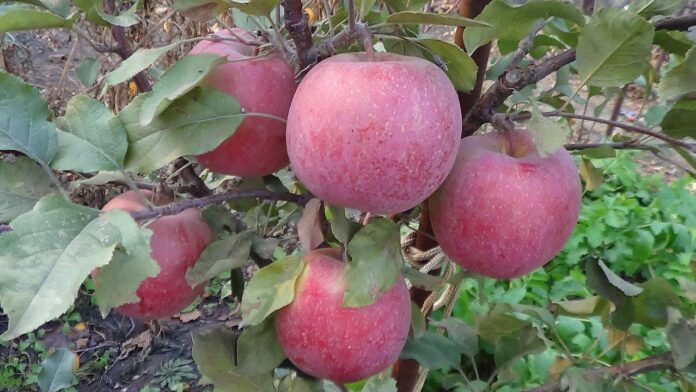Садвіник розповів, навіщо робити отвори під деревами яблунь