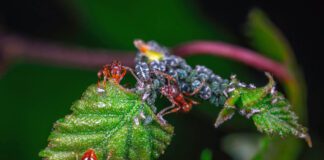 Які рослини посадити на городі, щоб позбутися комах 