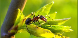 Городники розповіли, як швидко позбутися мурах на городі