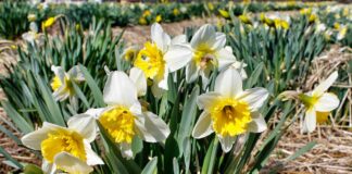Вирощування нарцисів: посадка і догляд
