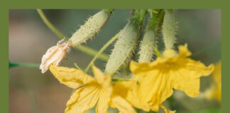 Нестача вологи може призвести до опадання зав'язей