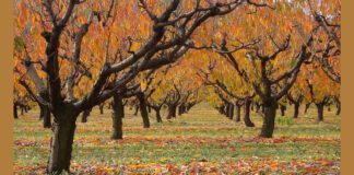 Осінь - ідеальний час для внесення органічних добрив