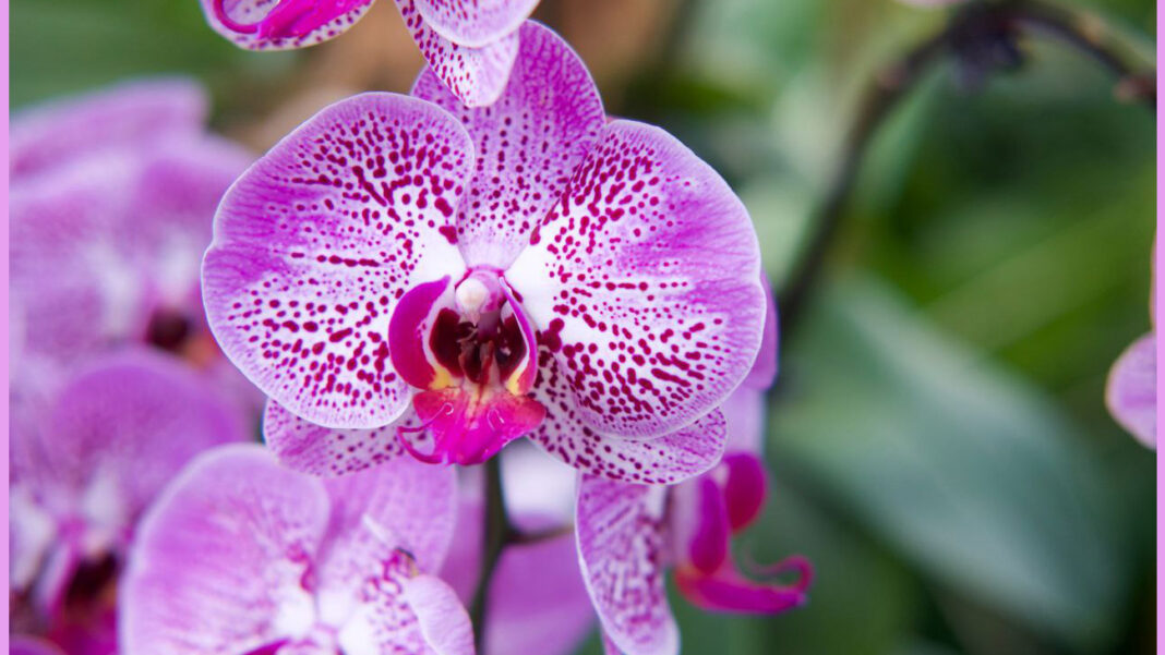 Важливий аспект турботи про орхідеї - правильне підживлення