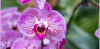 Важливий аспект турботи про орхідеї - правильне підживлення
