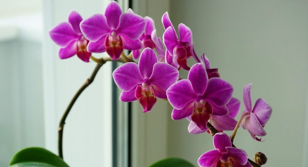 Листя орхідеї більше не буде жовтіти: попшикала цим диворозчином і отримала здорову рослину 