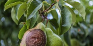 Що робити із гнилими фруктами у саду чи на городі 