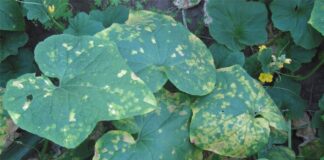 Як позбутися несправжньої борошнистої роси на огірках 