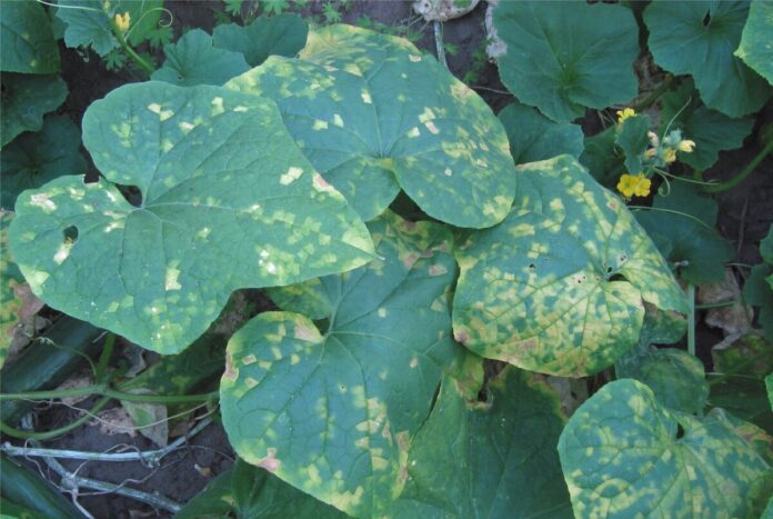 Як позбутися несправжньої борошнистої роси на огірках Як позбутися несправжньої борошнистої роси на огірках