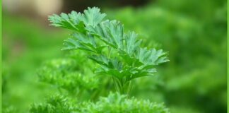 Як правильно посадити петрушку у відкритому ґрунті