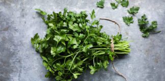 Фермер розповів, коли сіяти осінню петрушку