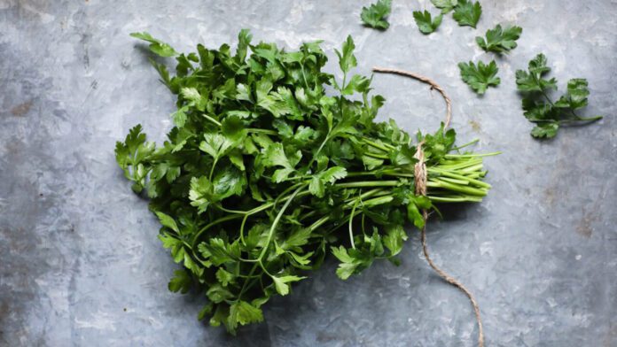 Фермер розповів, коли сіяти осінню петрушку Фермер розповів, коли сіяти осінню петрушку