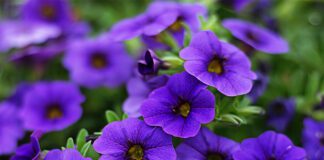 Експерти розповіли про догляд за петуніями в серпні