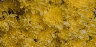 Як раз і назавжди позбутися попелиці на хризантемах