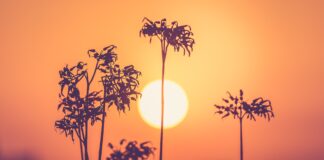 День весняного рівнодення 2025: що потрібно знати