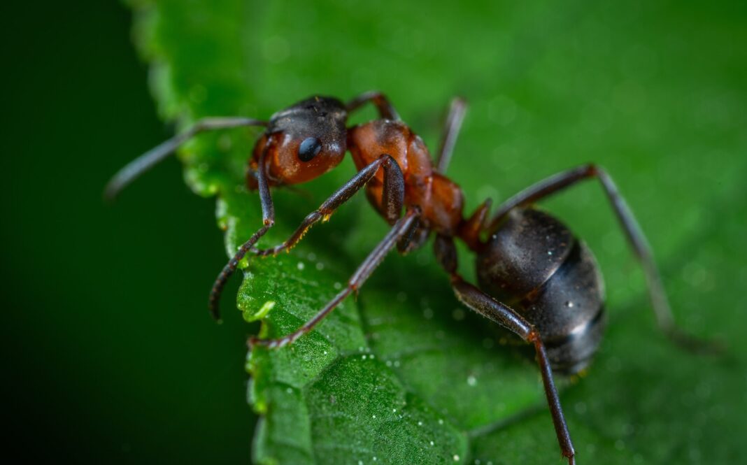 Як ефективно боротися з мурахами на городі