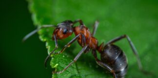 Експерти розповіли, як за 1 ніч вивести мурах з городу