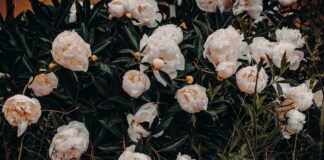 Бюджетна, але дієва підгодівля для квітів в листопаді