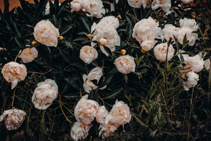 Бюджетна, але дієва підгодівля для квітів в листопаді