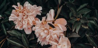 7 причин поганого цвітіння півоній в садку