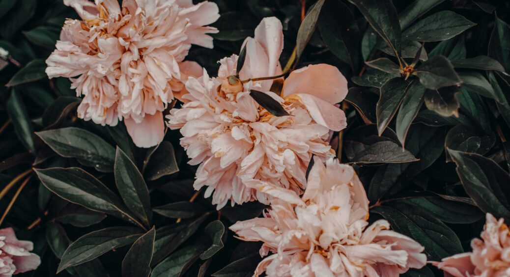 Піони обожнюють цю підкормку: обов’язково вношу восени піж кожен кущик і любуюся пишним цвітінням 