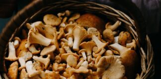 Фахівці розповіли, як засушити гриби 