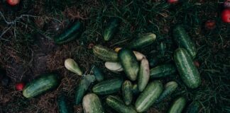Найкращі сорти огірків, щоб отримати багатий врожай