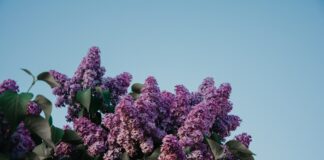 Експерти розповіли, як доглядати за бузком, аби довго квітнув