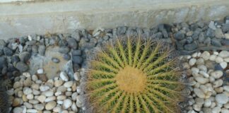 Які кімнатні рослини не потребують постійного поливу