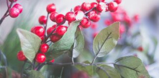  Як правильно обрізати смородину восени