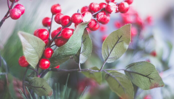 Як правильно обрізати смородину восени Як правильно обрізати смородину восени