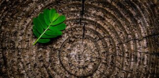 Як підготувати стовбурні кола до зимування