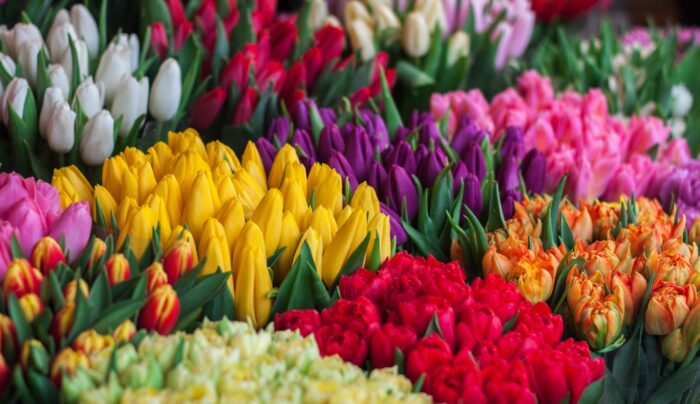 Квітникар розповів, як зберегти родючість тюльпанів після цвітіння