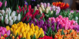 Садівник розповів, як правильно укривати квіти перед зимою