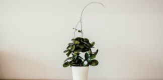 4 причини, чому листя в кімнатних рослин вʼяне