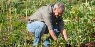 Дачники розповіли про переваги вузьких грядок на городі
