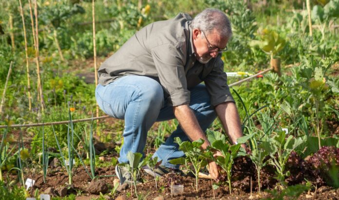 Дачники розповіли про переваги вузьких грядок на городі
