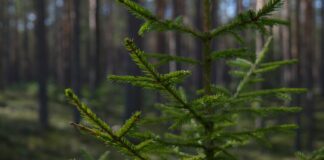 Які продукти найкраще зберігати у хвої, піску та сухому листі