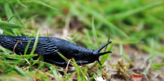 Як ефективно позбутися слимаків на городі 