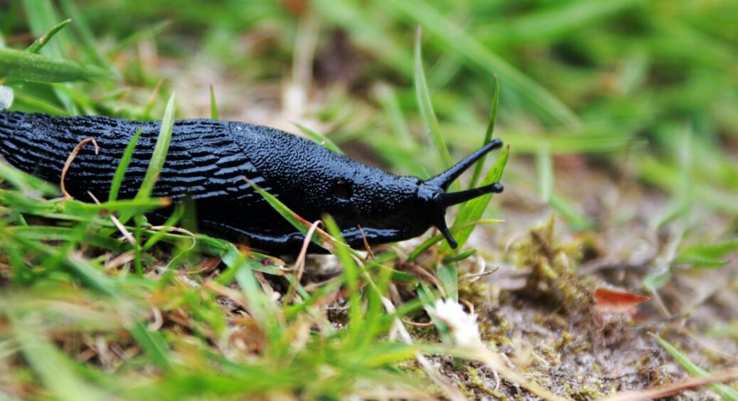 Слимаки повилітають як ошпарені: найкращий засіб проти непроханих гостей, які зникнуть з ділянки за 2 години 