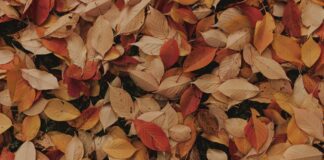 Користь опалого листя на городі